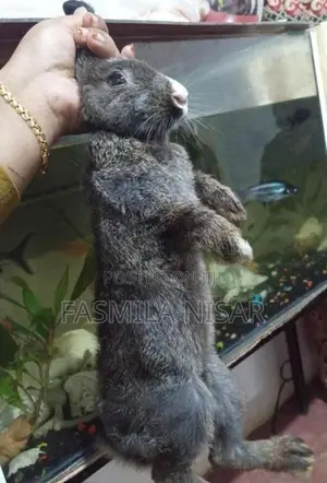 Rabbits