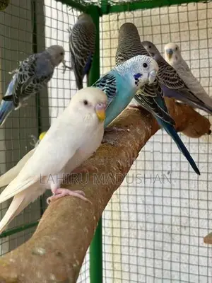 Love Birds