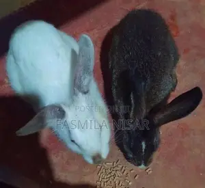 Rabbits