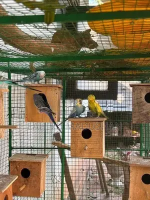 Love Birds