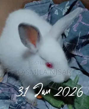 Rabbits