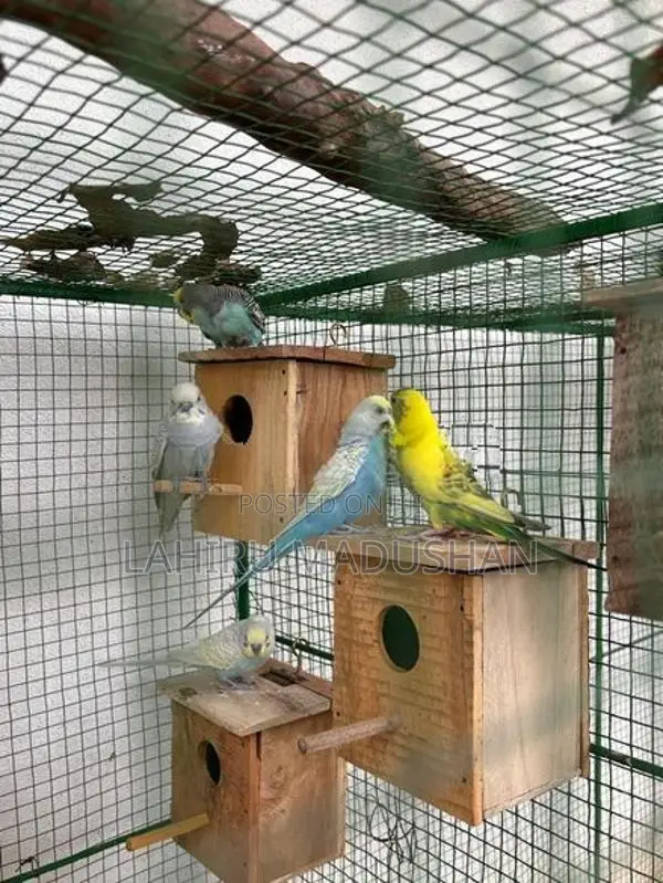 Love Birds