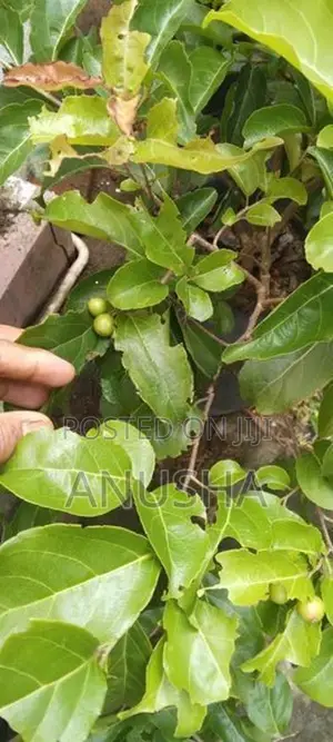 බැංකොක් උගුරැස්ස බද්ධ පැළ