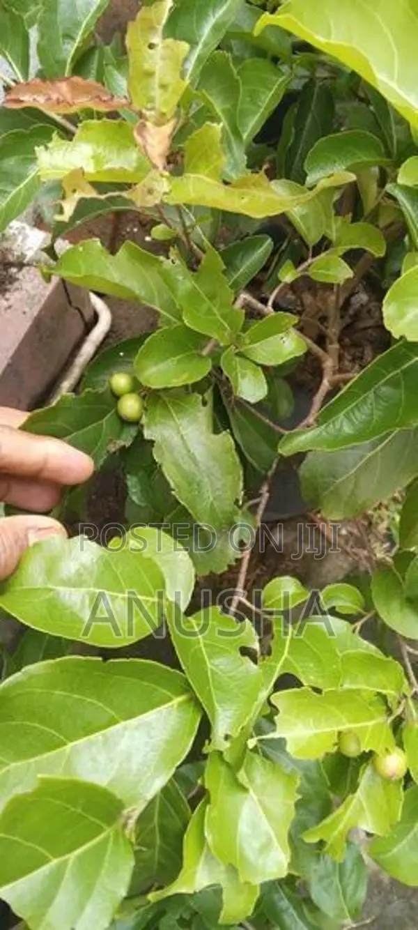 බැංකොක් උගුරැස්ස බද්ධ පැළ