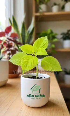 Coleus පැළ