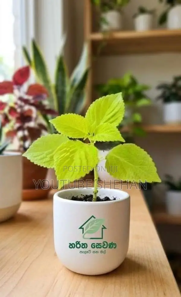 Coleus පැළ