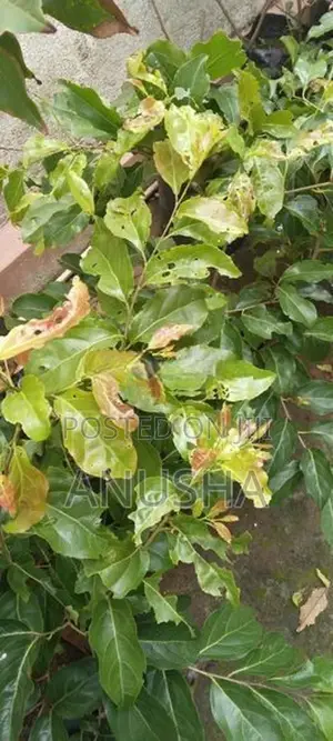 බැංකොක් උගුරැස්ස බද්ධ පැළ