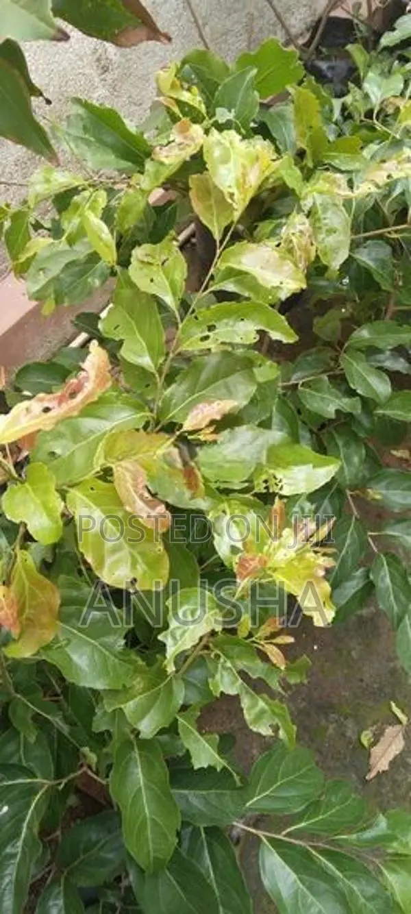 බැංකොක් උගුරැස්ස බද්ධ පැළ