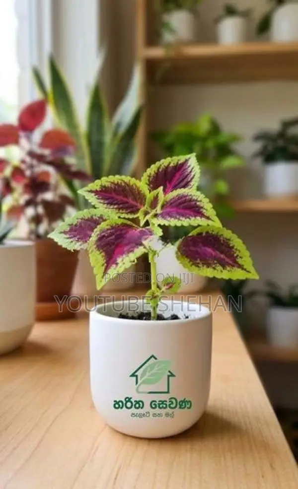 Coleus පැළ
