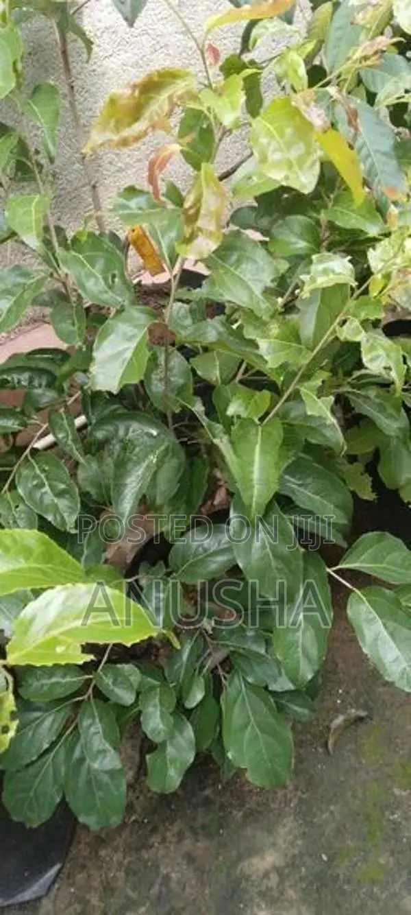 බැංකොක් උගුරැස්ස බද්ධ පැළ