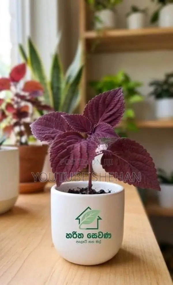 Coleus පැළ