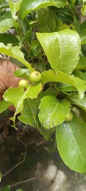 බැංකොක් උගුරැස්ස බද්ධ පැළ