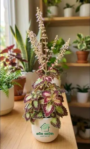 Coleus පැළ