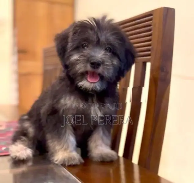 Terrier Puppy