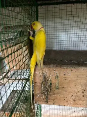 Ring Neck Yellow