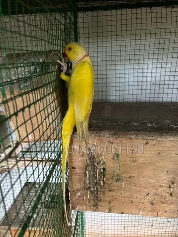 Ring Neck Yellow