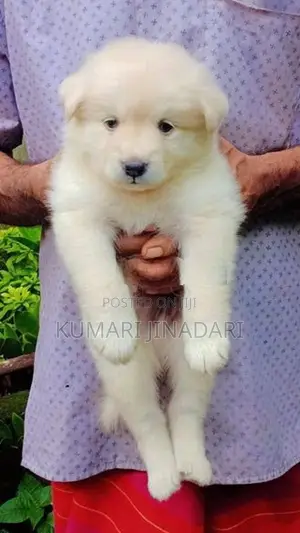 Lion Pomeranian