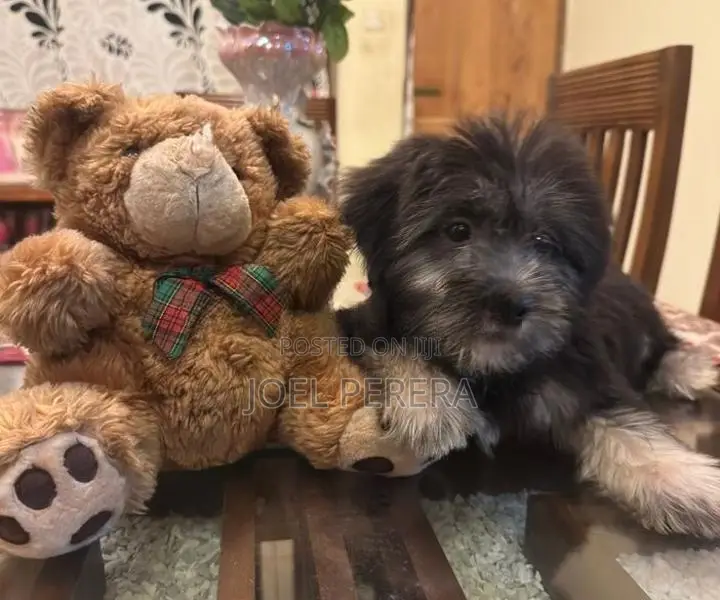 Terrier Puppy