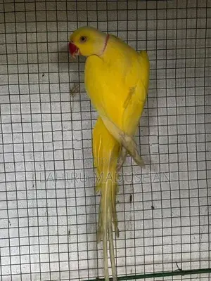 Ring Neck Yellow