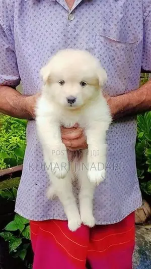 Lion Pomeranian