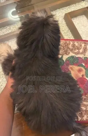 Terrier Puppy