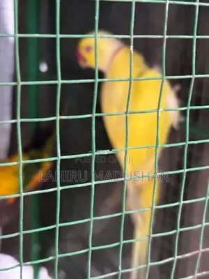 Ring Neck Yellow