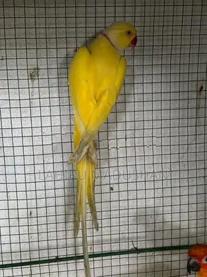 Ring Neck Yellow