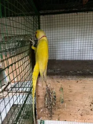 Ring Neck Yellow