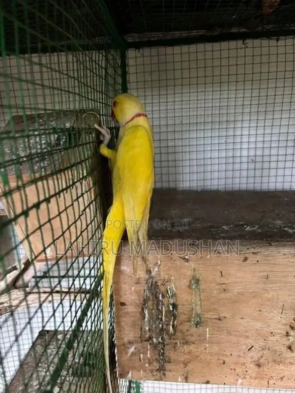 Ring Neck Yellow