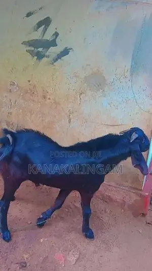 Goats
