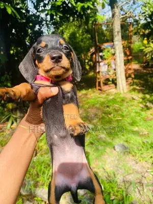 Dachshund Puppies