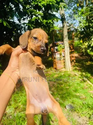 Dachshund Puppies