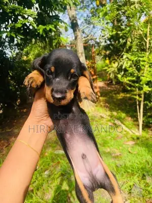 Dachshund Puppies