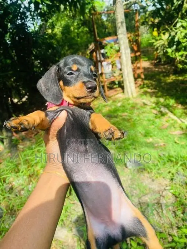 Dachshund Puppies