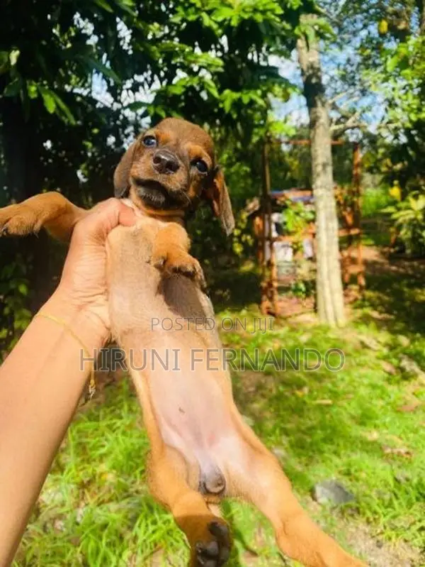 Dachshund Puppies