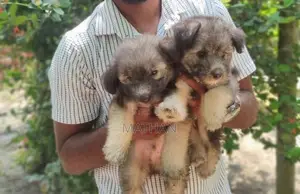 Terrier Puppy