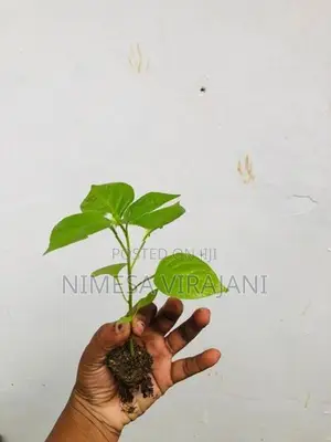 මිරිස් පැළ