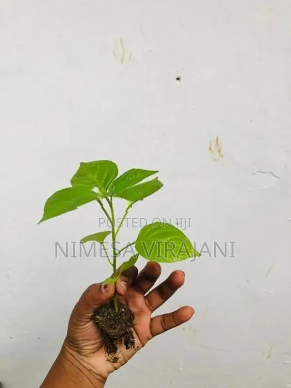 මිරිස් පැළ