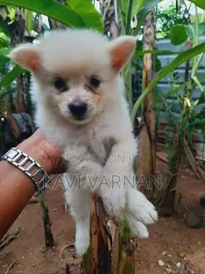 Lion Pomeranian Puppy