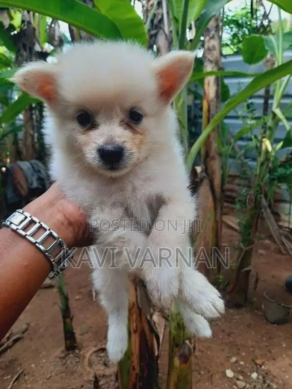Lion Pomeranian Puppy