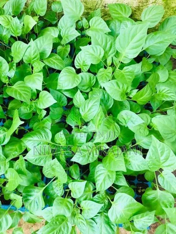 මිරිස් පැළ