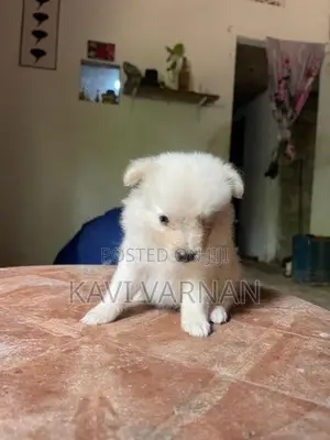Lion Pomeranian Puppy