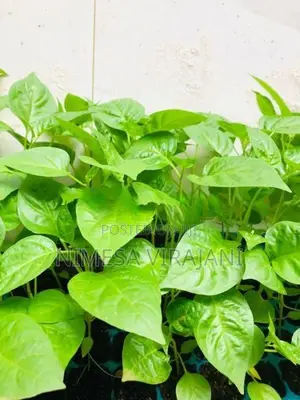 මිරිස් පැළ