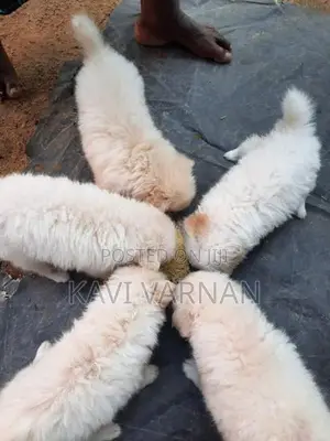 Lion Pomeranian Puppy