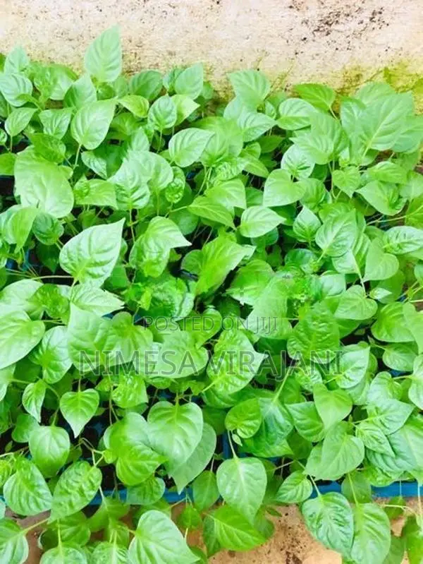 මිරිස් පැළ