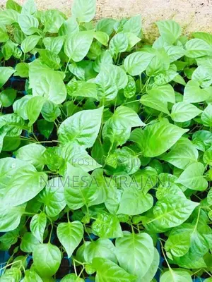 මිරිස් පැළ