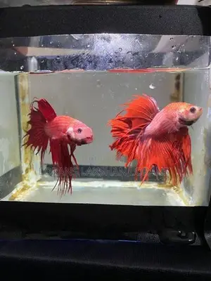 Fighter Fish