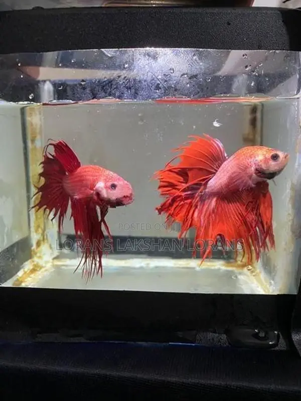 Fighter Fish
