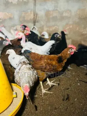 விறாத்து கோழி