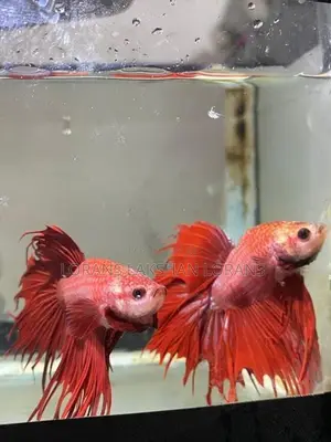 Fighter Fish